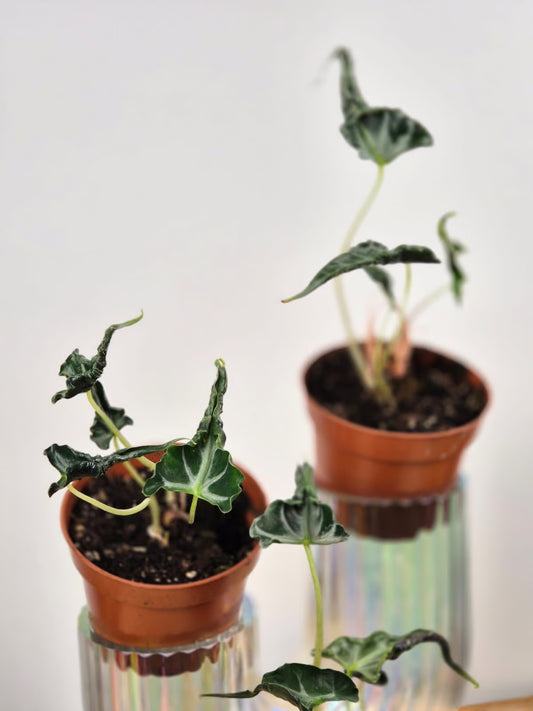 Alocasia 'Loco'