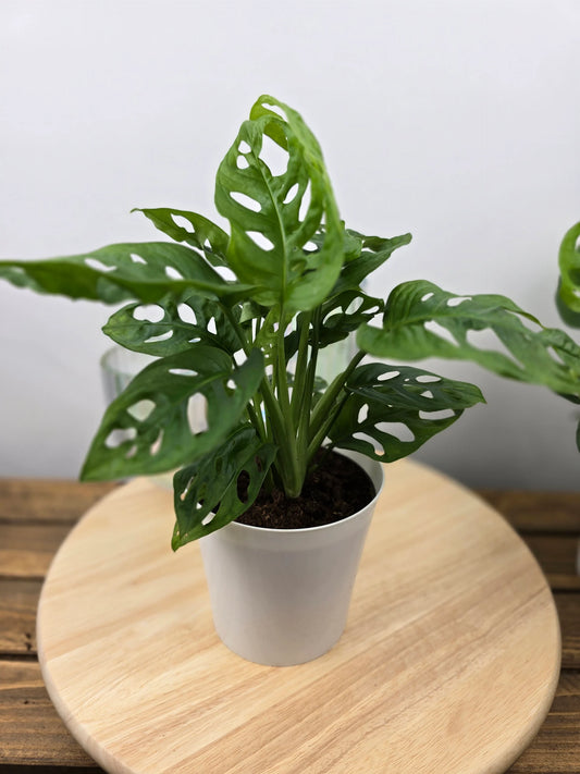 Monstera adansonii