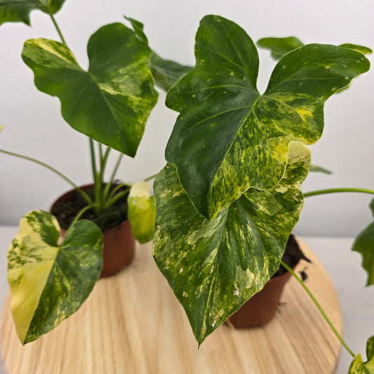 Philodendron Radiatum variegata