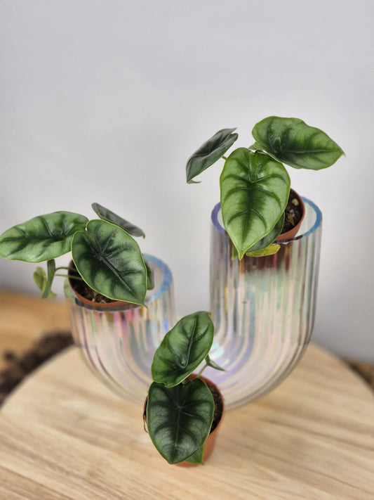 Alocasia reversa