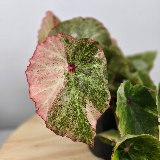 Begonia 'Rouge Variegata'