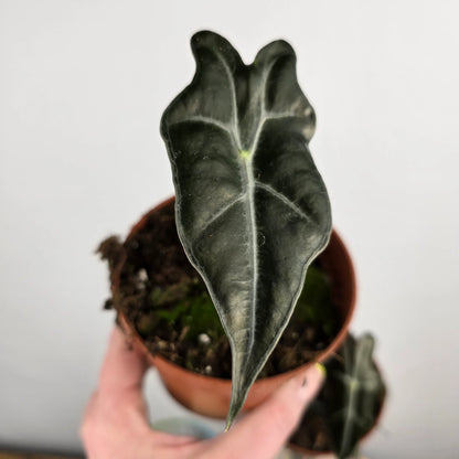 Alocasia Sanderiana Nobilis 'S'