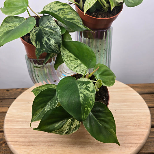 Philodendron hederaceum oxycardium 'Variegata'