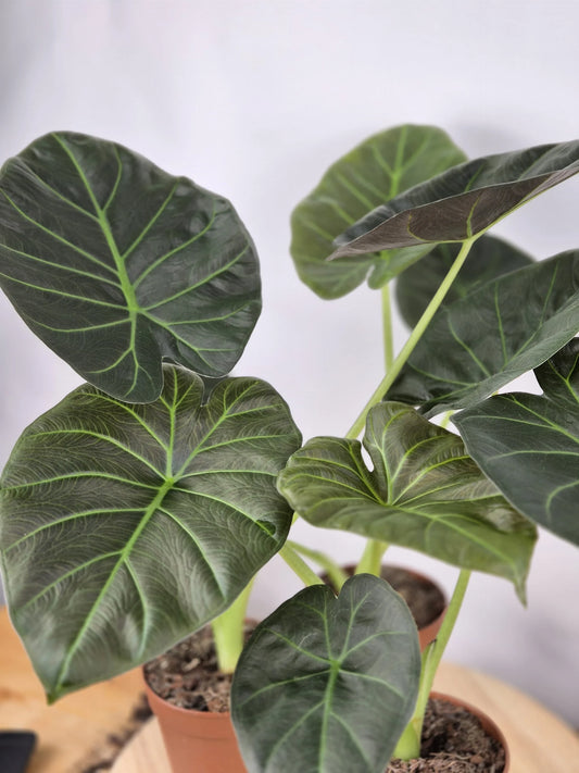 Alocasia 'Regal Shields'