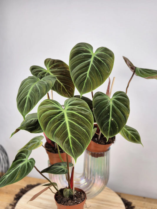 Philodendron 'El Choco Red'