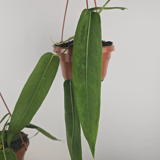 Anthurium pallidiflorum