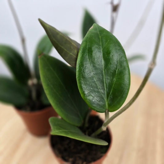 Hoya sp Papua