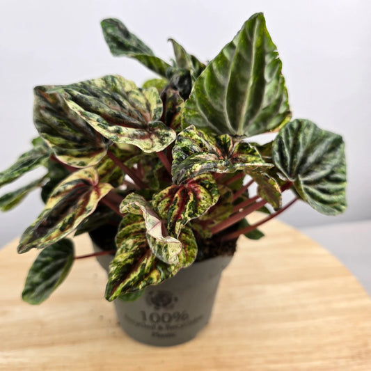 Peperomia caperata 'Buenos Aires'