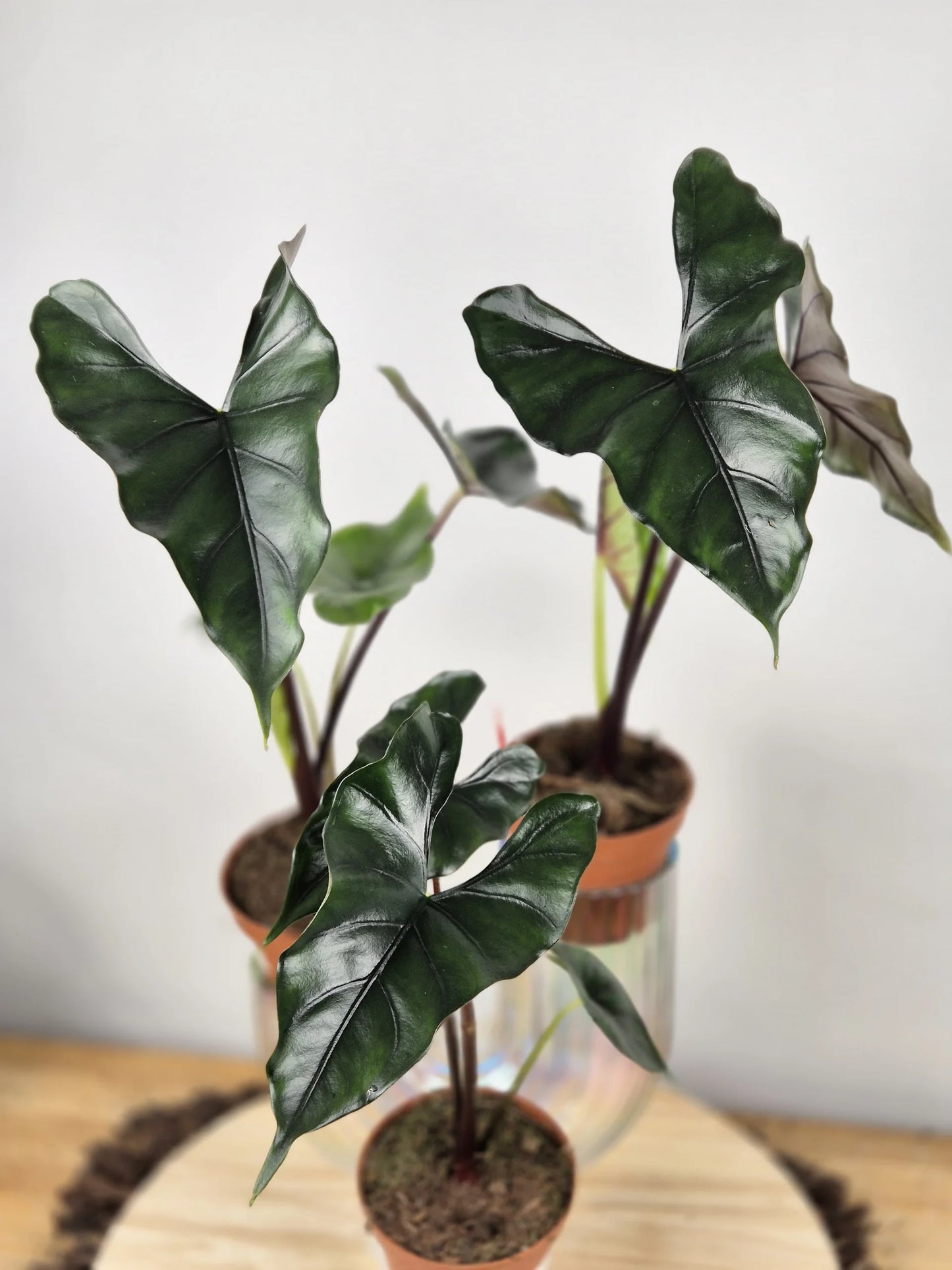 Alocasia princeps 'Purple Cloak'