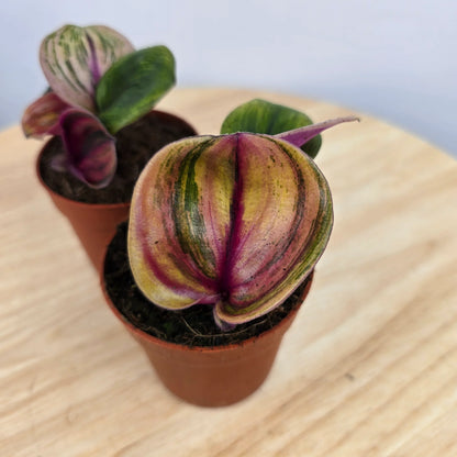 Geogenanthus ciliatus 'Aura Flame'