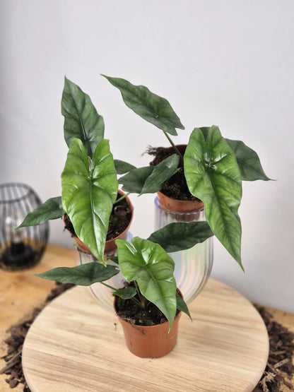 Alocasia Simpo