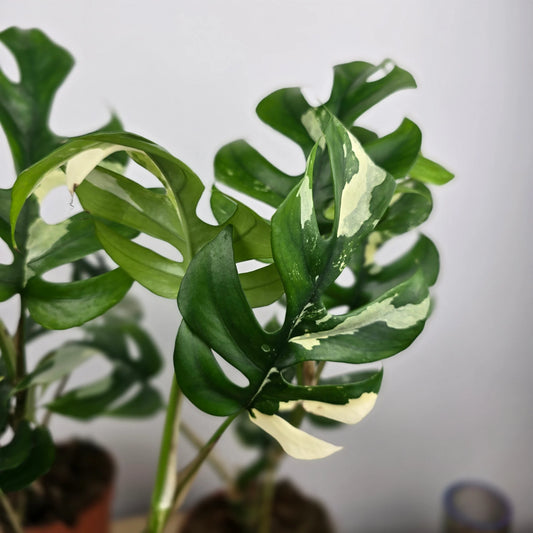 Rhaphidophora tetrasperma variegata