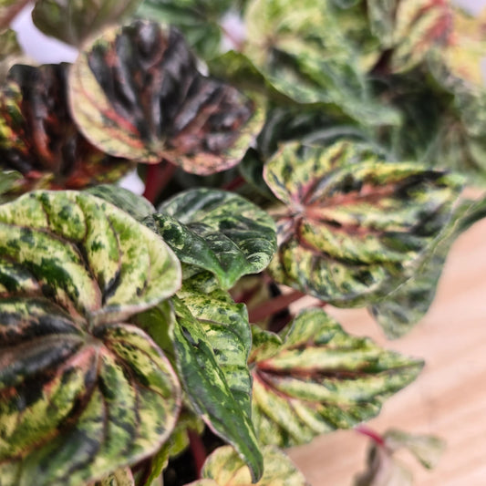 Peperomia caperata 'Buenos Aires'