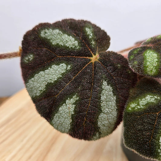 Begonia 'Ngoc Lac'