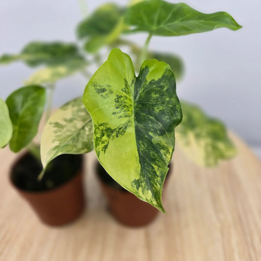 Alocasia Odora aurea variegata