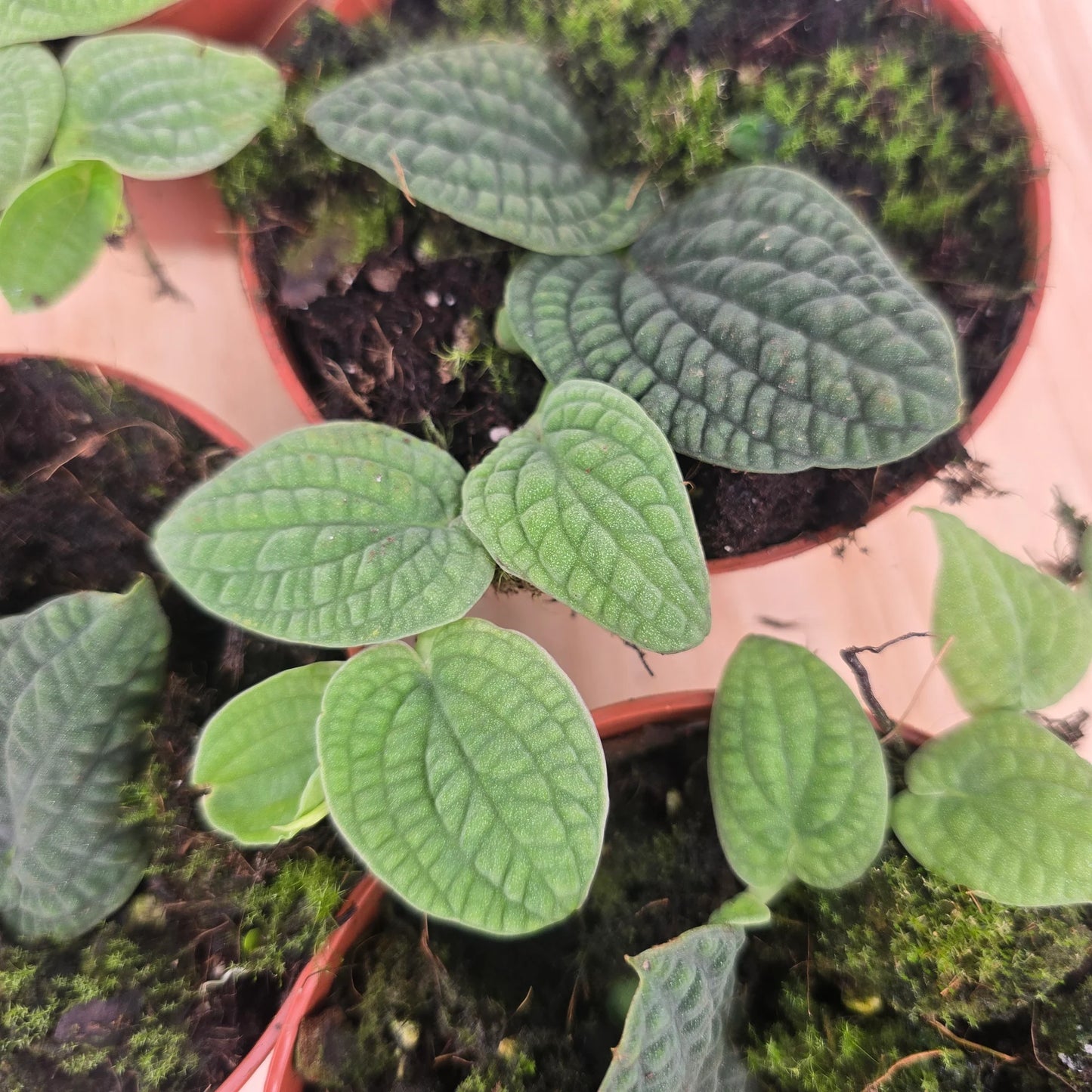 Rhaphidophora tenuis 'Silver'