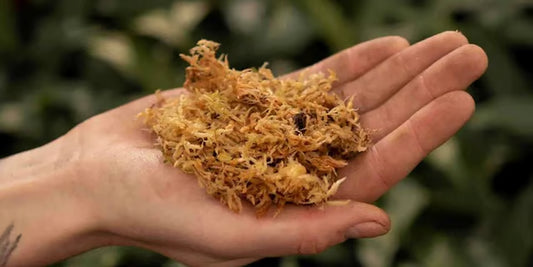 Sphagnum Moos