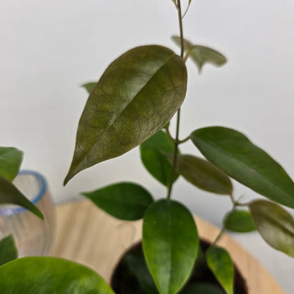 Hoya Paziae