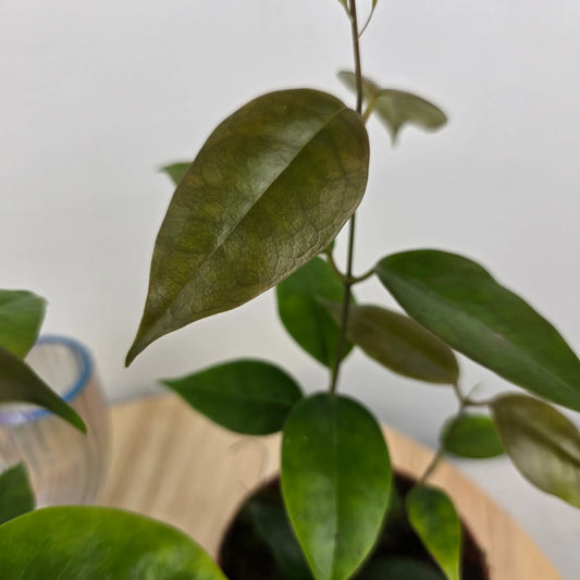 Hoya Paziae