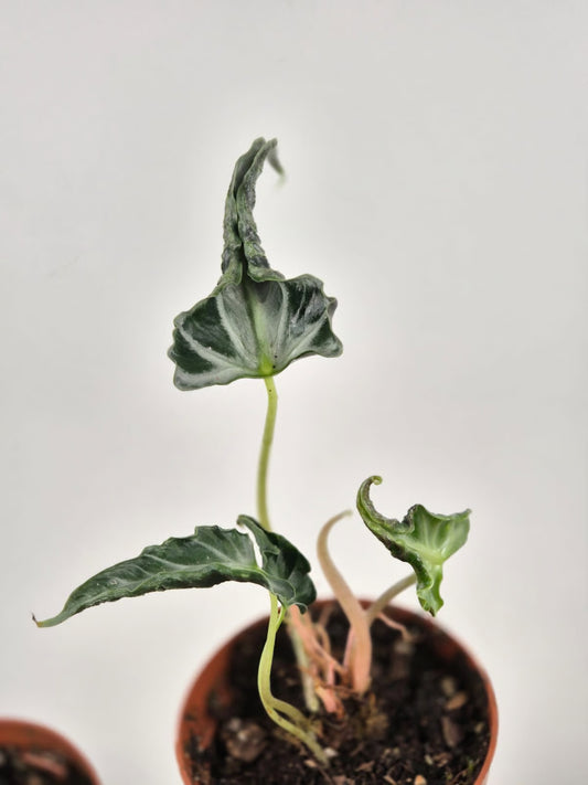 Alocasia 'Loco'