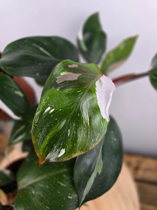 Philodendron 'White Knight'