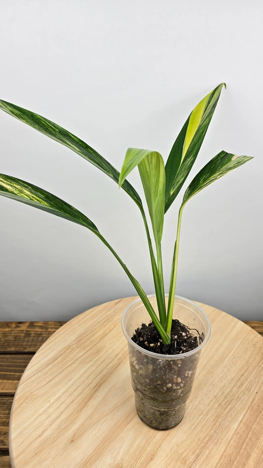 Epipremnum Amplissimum variegata