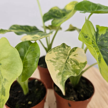 Alocasia Odora aurea variegata