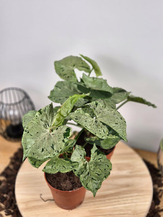 Syngonium 'Green Splash'