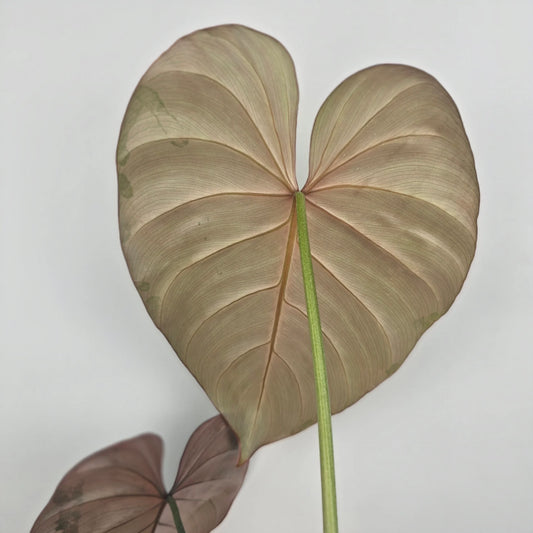 Philodendron Pink Glory (RC)