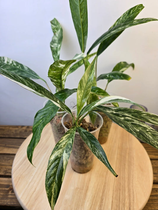 Rhaphidophora Megasperma variegata