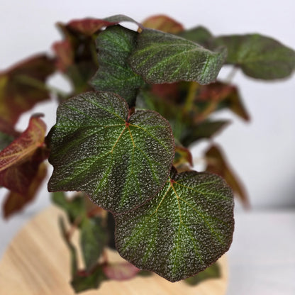 Begonia 'Boomer'
