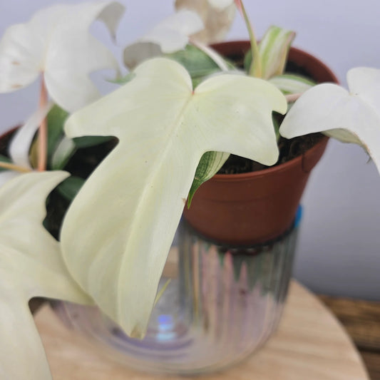 Philodendron Florida Ghost