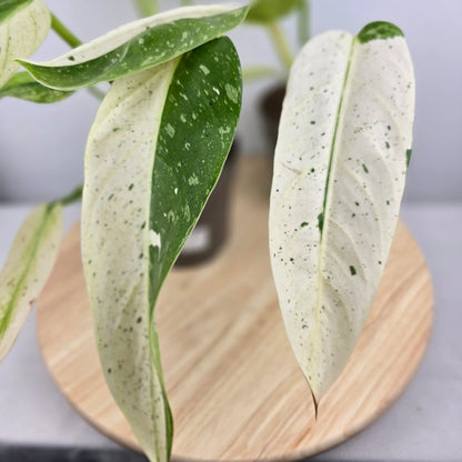 Philodendron 'Jose Buono'