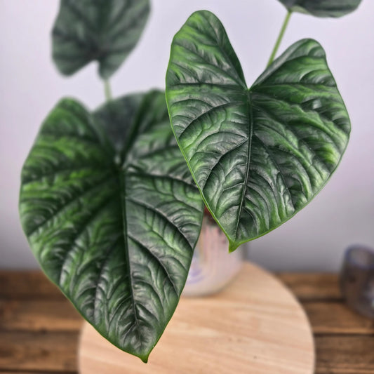 Alocasia 'Lukiwan'