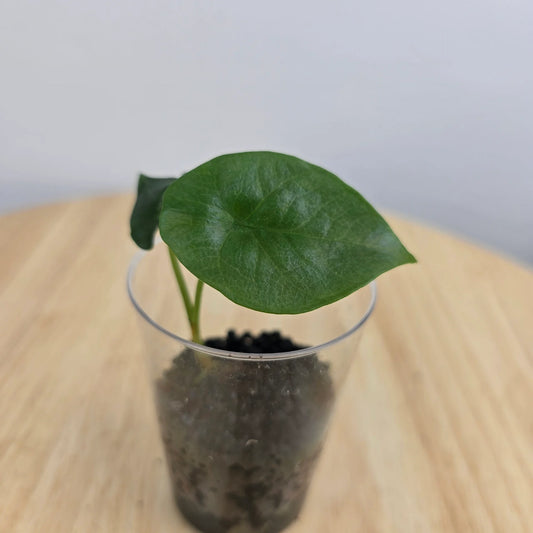 Alocasia Sinuata (JP)