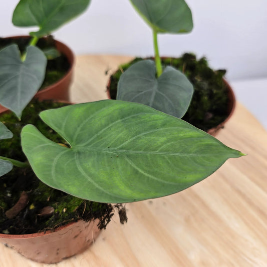 Alocasia scabriuscula