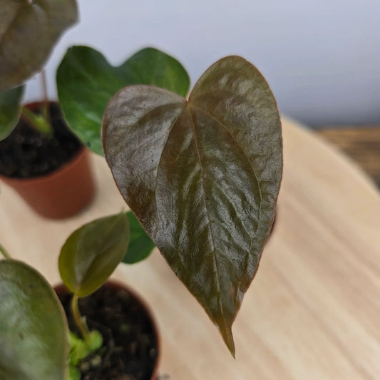 Anthurium 'Red Beauty'