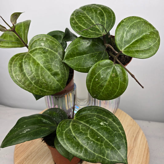 Hoya 'Sarawak Cream'