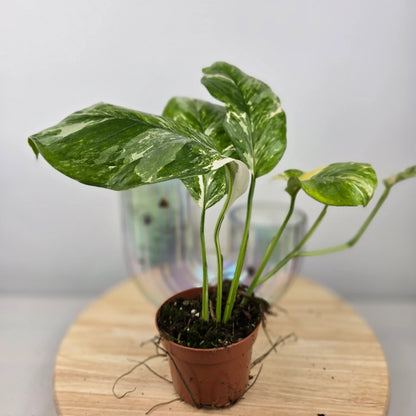 Monstera lechleriana 'Variegata'