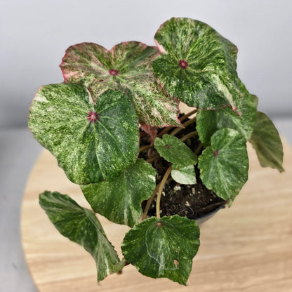 Begonia 'Rouge Variegata'