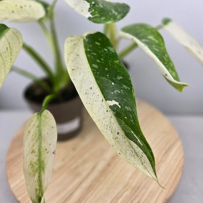 Philodendron 'Jose Buono'