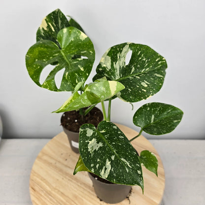 Monstera 'Thai Constellation'