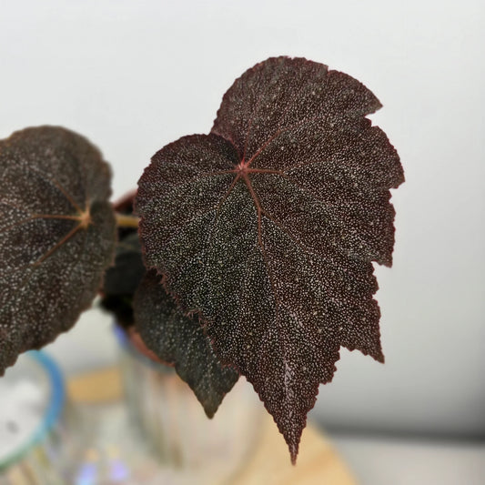 Begonia 'Taconite'