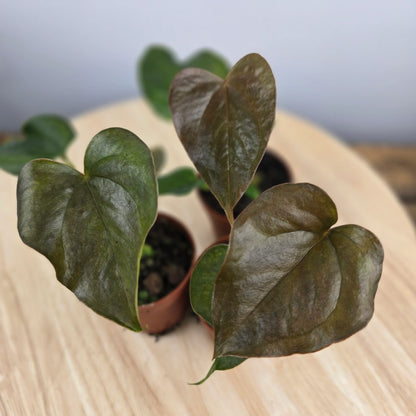 Anthurium 'Red Beauty'
