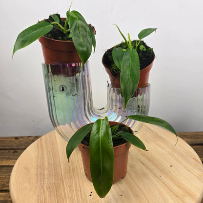 Philodendron patriciae
