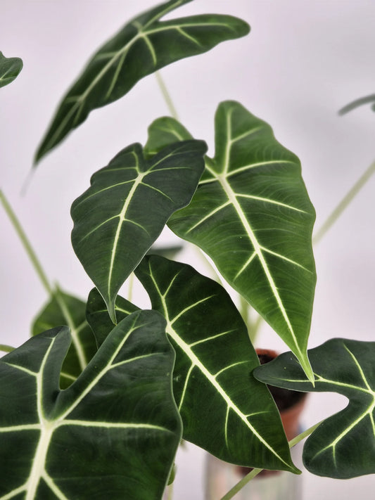 Alocasia micholitziana 'Frydek'