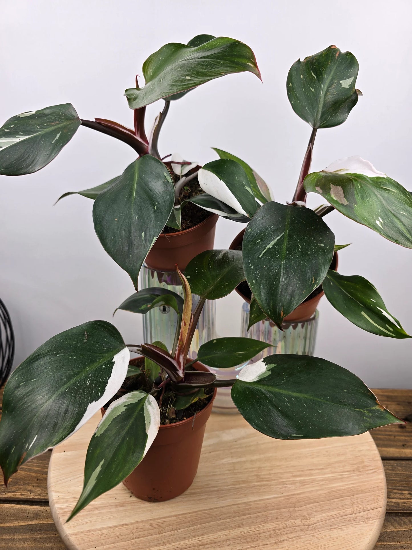 Philodendron 'White Knight'