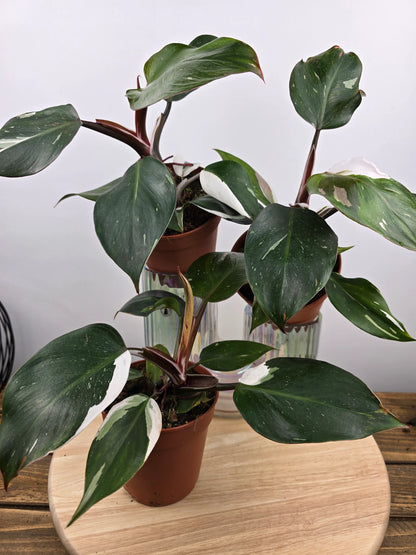 Philodendron 'White Knight'