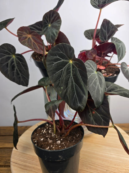 Begonia Burkillii 'Dark Form'