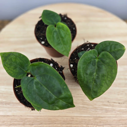 Anthurium papillilaminum x Dressleri